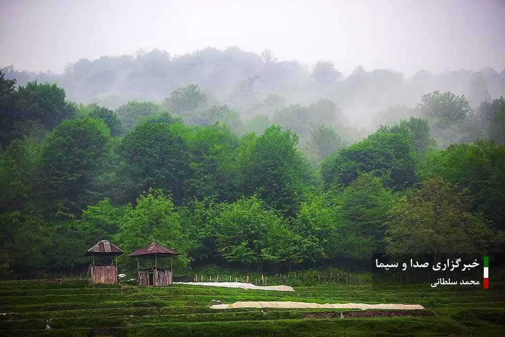 تصاویر - کشت برنج در شالیزار های مازندران