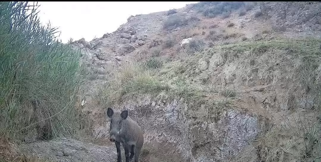 مشاهده 2 پلنگ در کوه سفید دماوند برای اولین بار + ویدئو