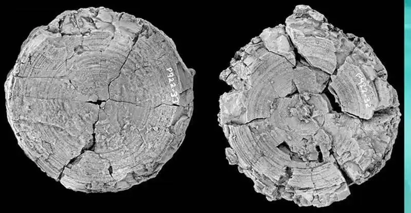 کوسه بزرگ الجثه؛ سلطان اقیانوس ها در عصر دایناسورها!