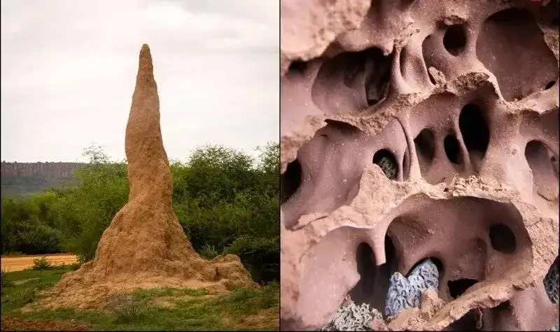 این حشرۀ کوچک شاهکارهای حیرت انگیز معماری می سازد!  -  عکس