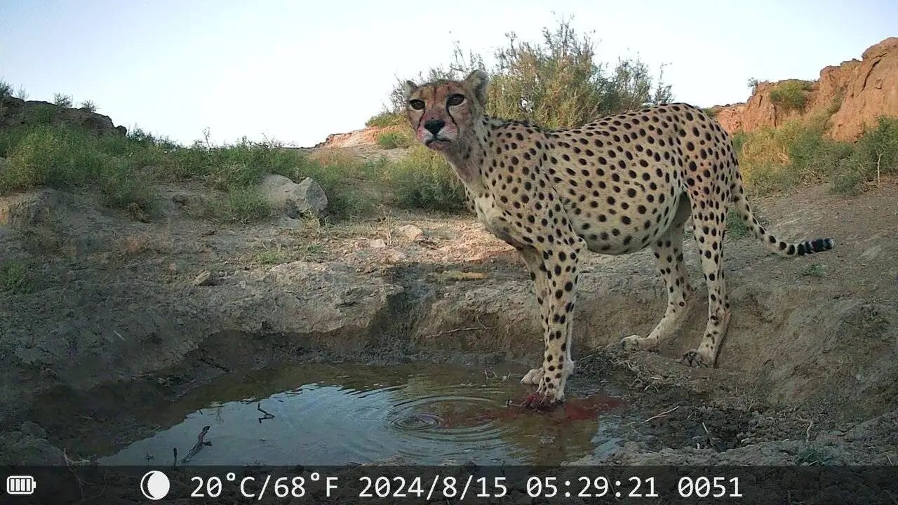 افسانه احیای یوزپلنگ آسیایی با دستان بسته  -  افزایش جمعیت یوز امیدوارکننده است؟