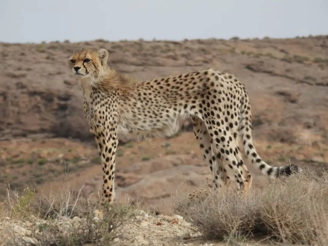 افسانه احیای یوزپلنگ آسیایی با دستان بسته  -  افزایش جمعیت یوز امیدوارکننده است؟