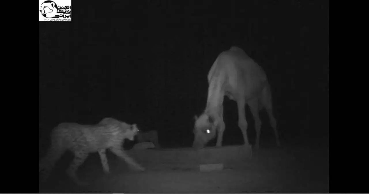 افسانه احیای یوزپلنگ آسیایی با دستان بسته  -  افزایش جمعیت یوز امیدوارکننده است؟