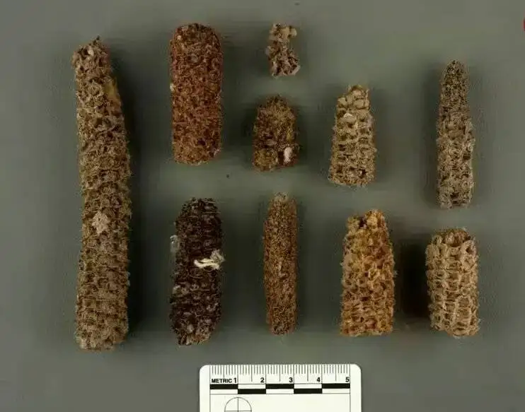 تمدنی بر پایۀ (مدفوع پرندگان دریایی)!