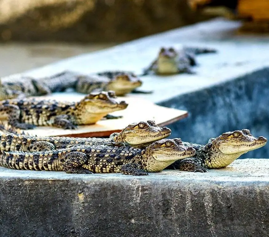 در خدمت گاندو - گاندو، مصیبتِ انقراض، عمو شجره و باقی دوستان