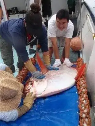 ماهی که قانون سرما را شکست