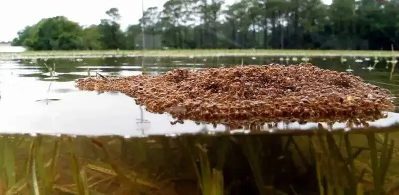 شناورهایی از جنس (مورچه) که هفته ها روی آب شناور می مانند  -  عکس