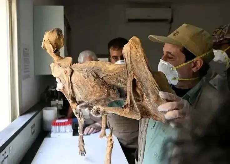 کشف مومیایی طبیعی یوزپلنگ در عربستان - عکس