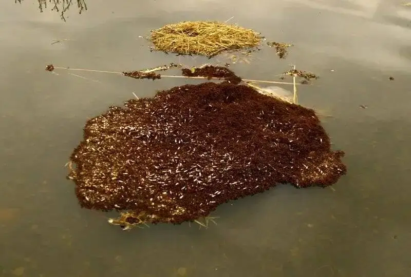 شناورهایی از جنس (مورچه) که هفته ها روی آب شناور می مانند  -  عکس