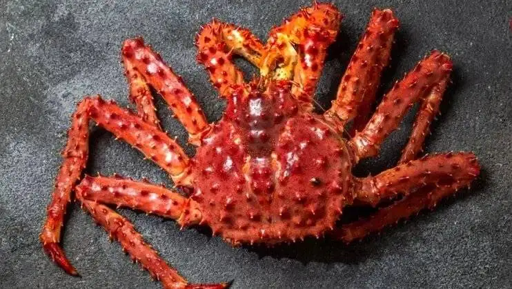 شاه خرچنگ قرمز؛ رکورددار دنیای خرچنگ ها  -  عکس