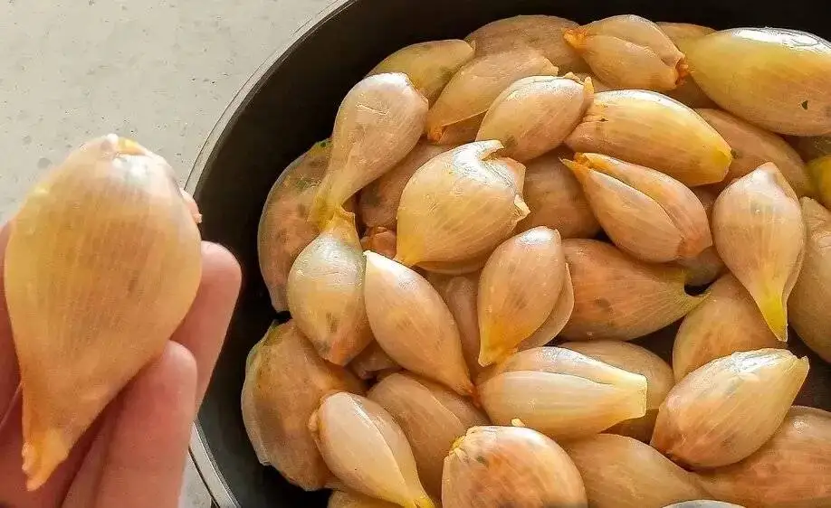 دلمه پیاز مجلسی؛ این دستور پخت طعمش از همه دلمه ها خاص تر است