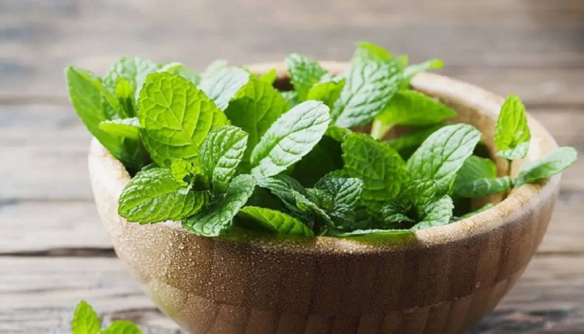 12 خوراکی تابستانی که بدن را خنک و انرژی را حفظ می کنند