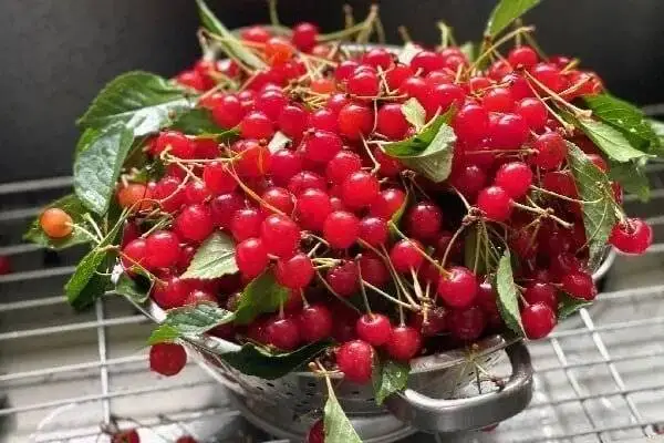 میان وعده های ساده با آلبالو ، یاقوت سرخ تابستان