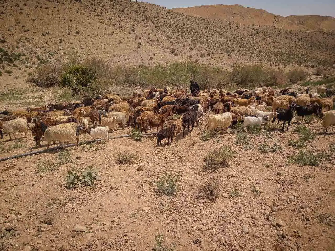 زندگی روی خط کوچ