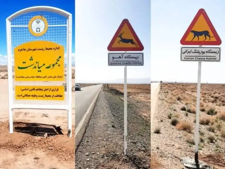 حق عبور در این جاده ها با حیات وحش است - از درّاج و آهو تا یوزپلنگ و میش مرغ