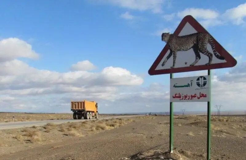 حق عبور در این جاده ها با حیات وحش است - از درّاج و آهو تا یوزپلنگ و میش مرغ