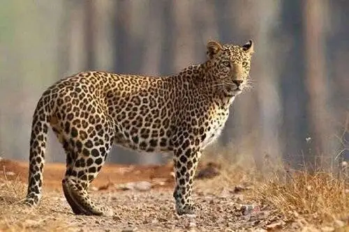 ویدیو  -  ثبت تصویر پلنگ ایرانی و توله اش در پناهگاه حیات وحش (کم کی) بهاباد