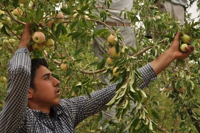 این آخرهفته به دل باغ ها بزنید؛ جایی که تابستان (مزه) می دهد - بهترین روستاهای میوه خیز اطراف تهران