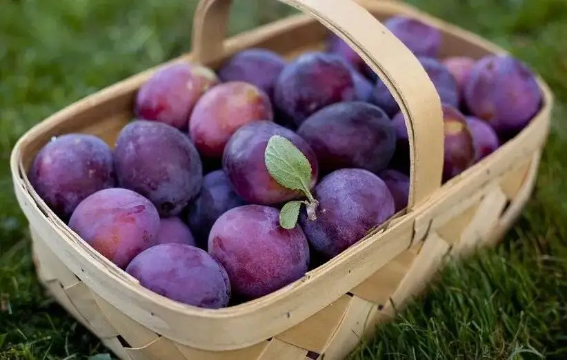 این آخرهفته به دل باغ ها بزنید؛ جایی که تابستان (مزه) می دهد - بهترین روستاهای میوه خیز اطراف تهران