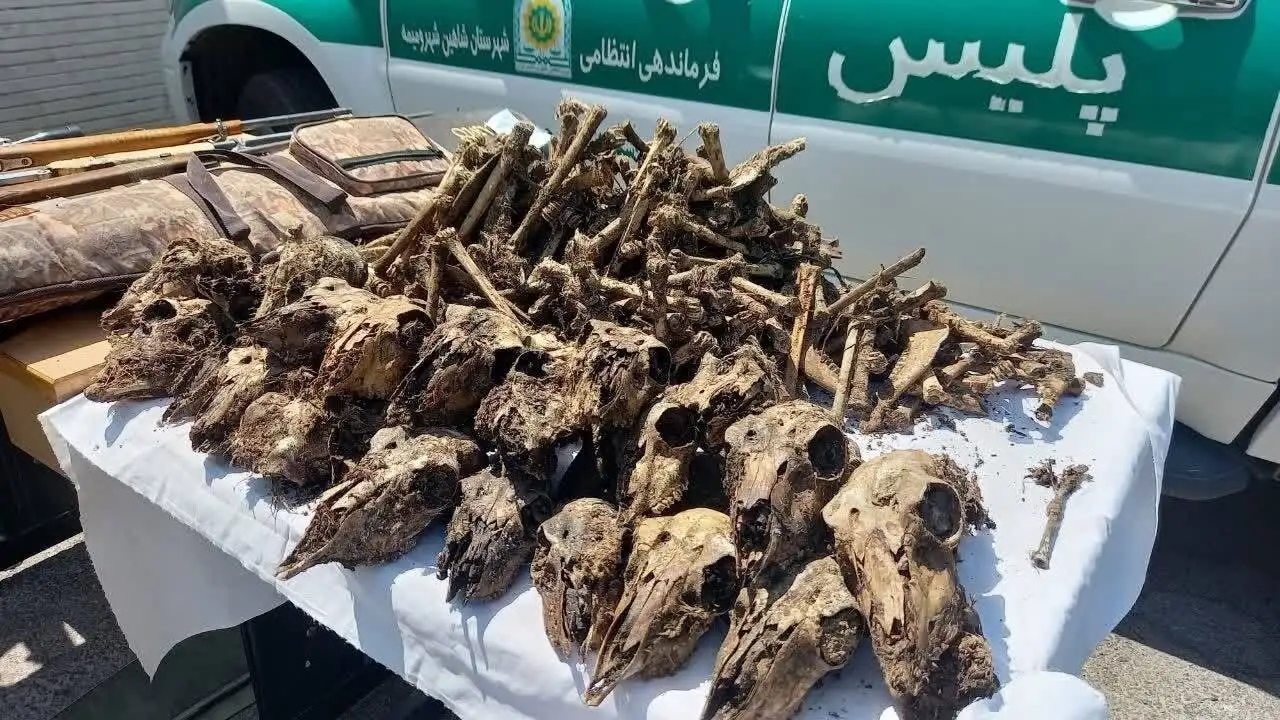 چاه پر از جمجمه در حاشیه (موته) - محیط زیست در انتظار نتایج آزمایش ها - متخلفان نقره داغ می شوند