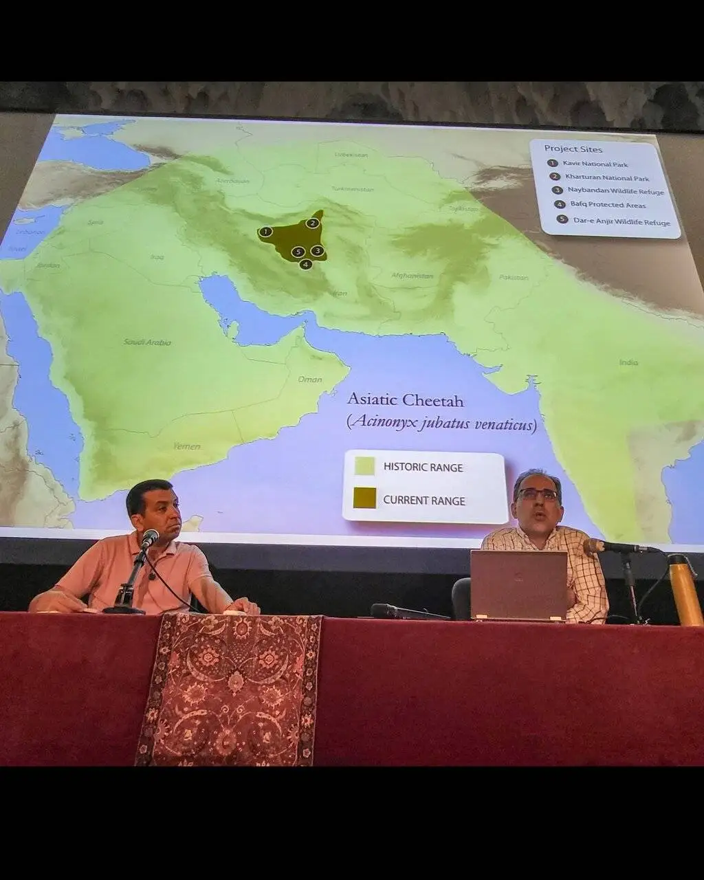 قصه 30 سال حفاظت از سریعترین گربه ایرانی - رابطه یوزهای ایرانی و 25 مازراتی چیست؟ + تصاویری دیده نشده از یوزپلنگ در حوالی میدان ژاله سابق