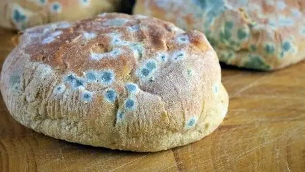 بلایی که خوردن نان کپک زده بر سر بدن می آورد؛ چه باید کرد؟ + روش های جلوگیری از کپک زدن نان