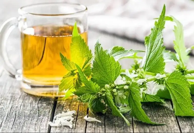 فواید گزنه؛ از کاهش التهاب تا کنترل قند خون