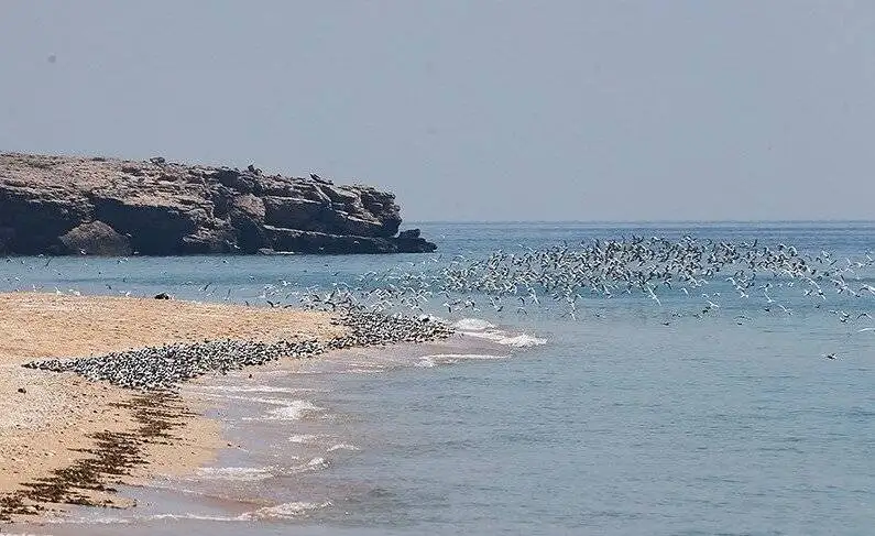 آشنایی با جزایر بکر و کمتر شناخته شده خلیج فارس و دریای عمان