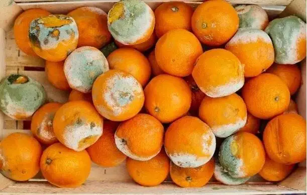 میوه کپک زده را بخوریم یا دور بریزیم؟ - نکات طلایی برای جلوگیری از کپک میوه