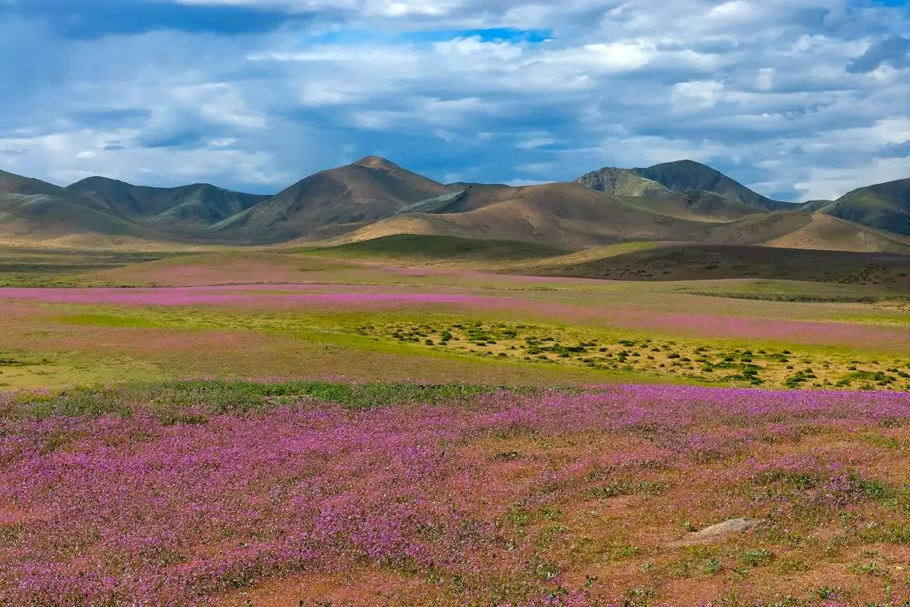 خشک ترین بیابان جهان گلستان شد؛ شکوفایی میلیون ها گل پس از دهه ها + عکس