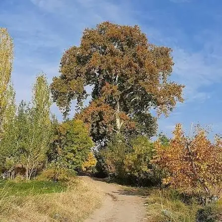 بررسی کهنسال ترین درختان ثبت ملی شده در ایران