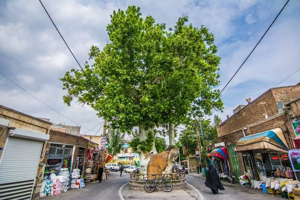 بررسی کهنسال ترین درختان ثبت ملی شده در ایران