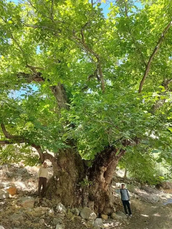 بررسی کهنسال ترین درختان ثبت ملی شده در ایران