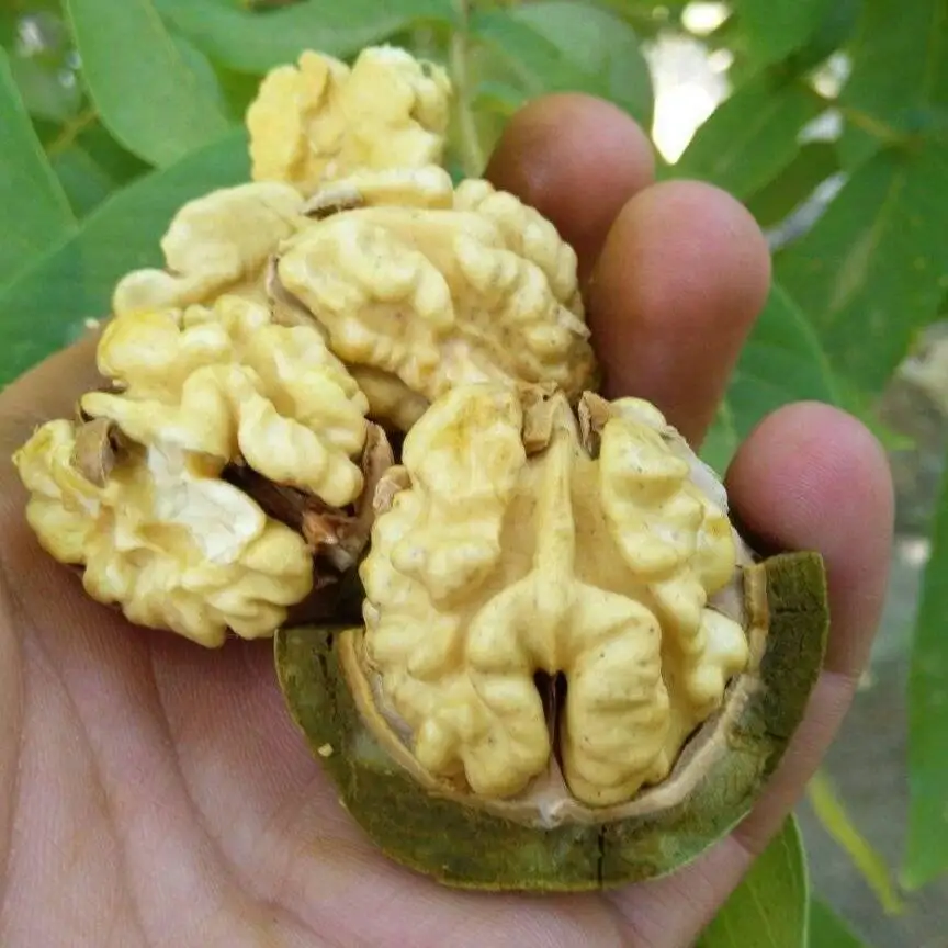 5 روش خشک کردن گردو سبز