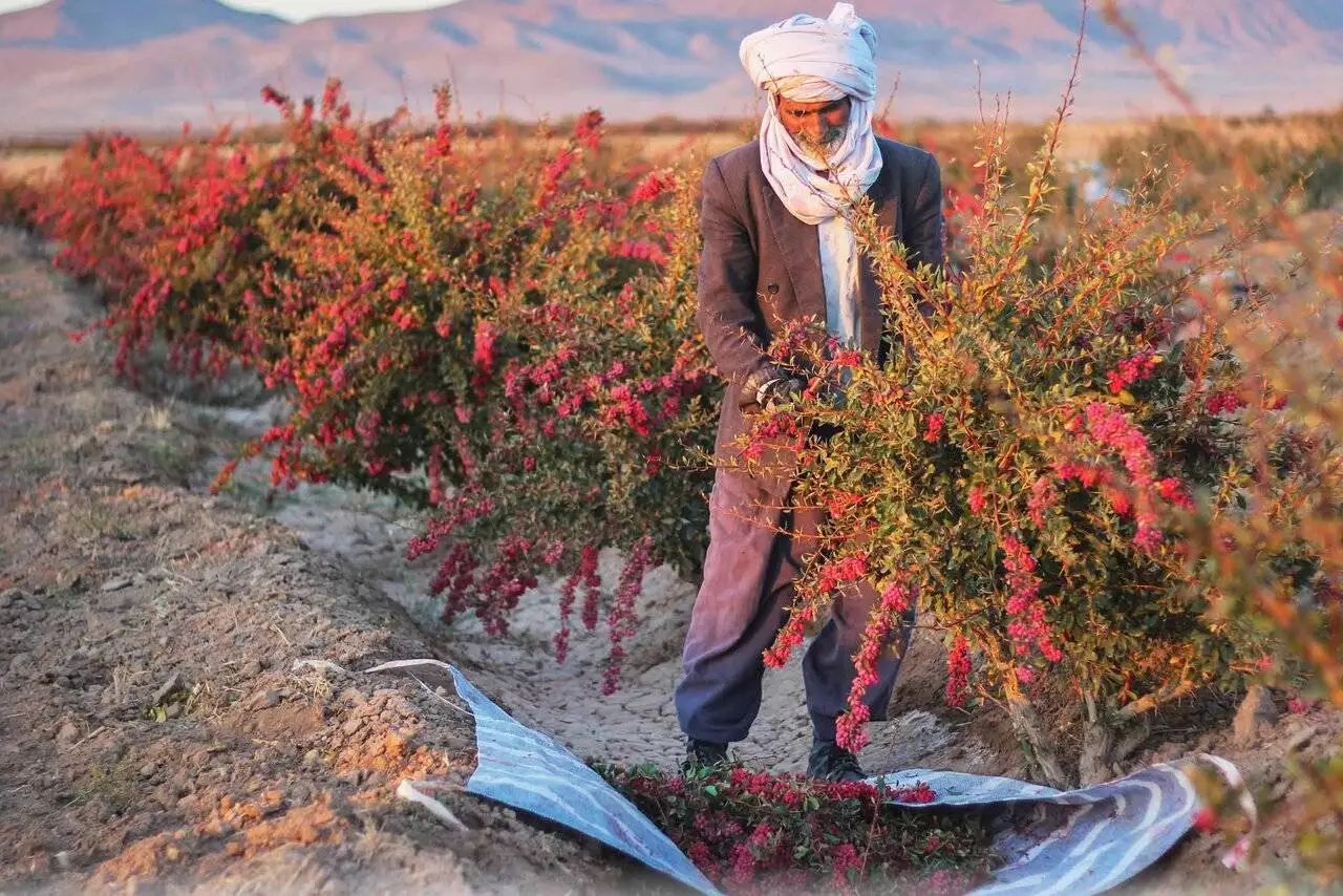 7 مقصد پاییزی شگفت انگیز ایران که حال وهوای سفرتان را عوض می کنند