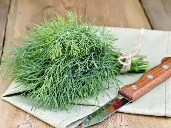 سبزی پرخاصیتی که برای کبد چرب حکم معجزه دارد + روش مصرف