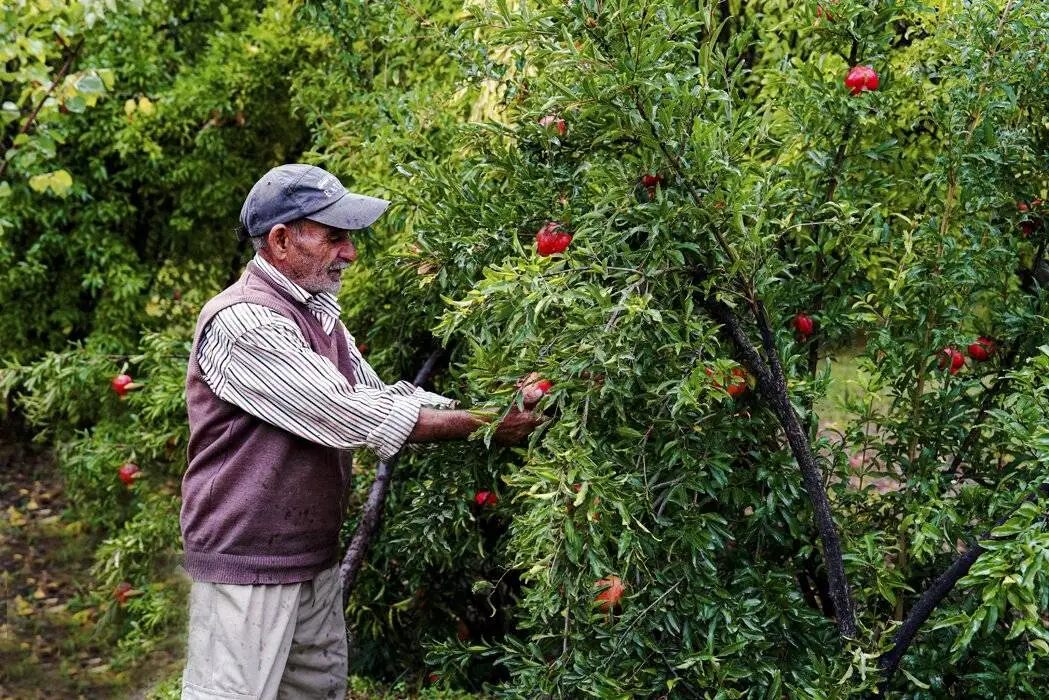 سرخ مثل انار  -  تصاویری دیدنی از برگزار شدن سومین جشنواره انار در خلخال