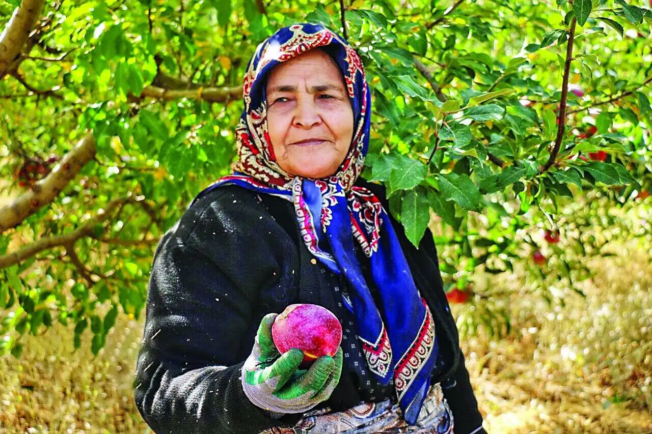 عطر ناب رزق - روایتی تصویری از تکاپوی کشاورزان و باغداران در فصل برداشت محصولات