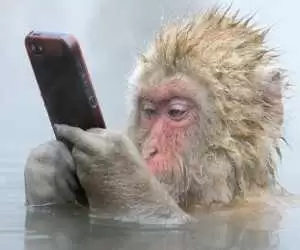ویدیو  -  واکنش جالب و تعجب آمیز چند میمون به سلفی تلفن همراه
