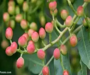 خواص باورنکردنی میوه درخت پسته کوهی (بنه یا کُلخُنگ)