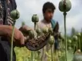 وضعیت فروش تریاک در افغانستان -  کشاورزان و قاچاقچیان ضرر کردند