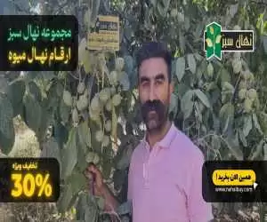 نهالستان طبیعت سبز، تخفیف ویژه ای به مناسبت روز پدر برای باغداران دارد