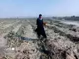 تصاویر - خسارت های سیل به بخش کشاورزی سیستان و بلوچستان