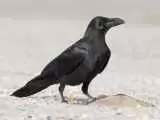 (فیلم) کلاغ نوک بزرگ؛ این پرنده چقدر باهوش است!