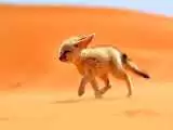 (فیلم) کوچکترین و قشنگ ترین روباه جهان