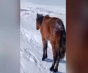 (فیلم) تلف شدن صد ها اسب در قزاقستان؛ از گرسنگی یا سرما؟