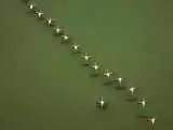 (فیلم) پرواز دیدنی فلامینگوها بر فراز تالاب میانکاله