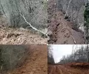 بیانیه سازمان منابع طبیعی درمورد خبر قطع 4 هزار درخت در منطقه الیمالات