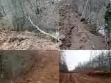 بیانیه سازمان منابع طبیعی درمورد خبر قطع 4 هزار درخت در منطقه الیمالات