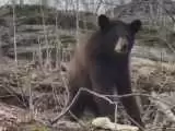 (فیلم) خرس های قهوه ای در جنگل های حفاظت شده قره داغ